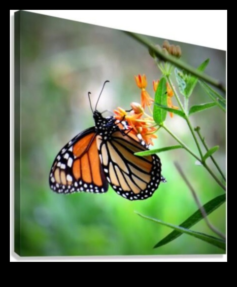 Галерия на природата: Преобразете вашето пространство с градинско изкуство