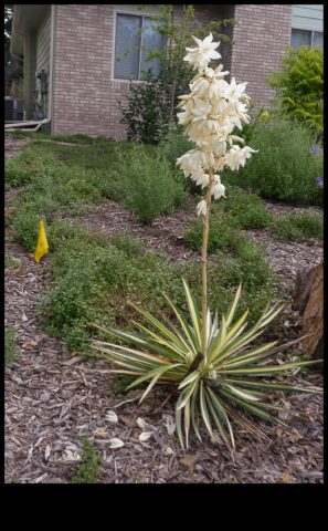 Blossom Blueprint Разкрийте тайните в съответствие с една красива морава