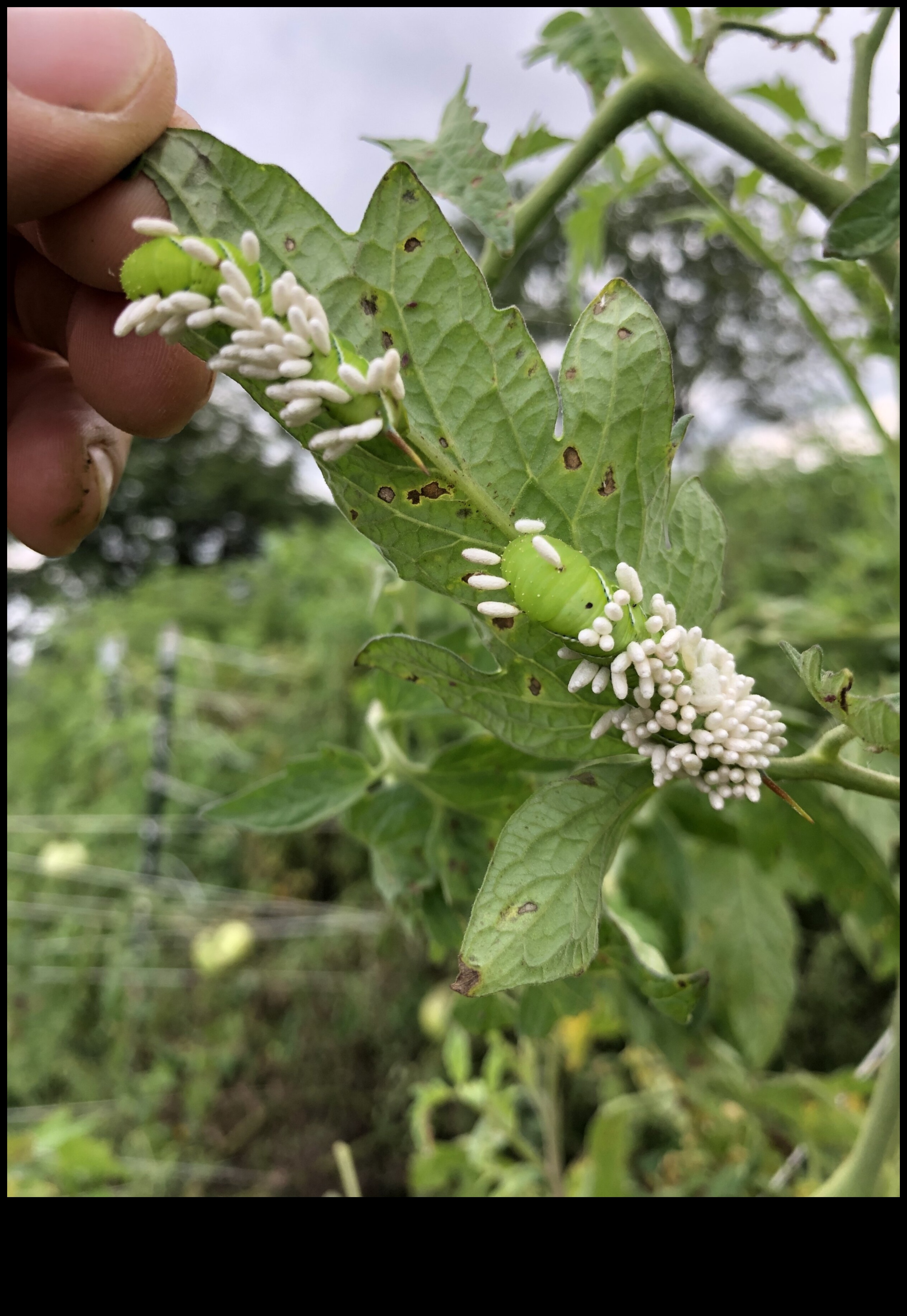 Blossom Battle: Победа срещу неприятните градински вредители