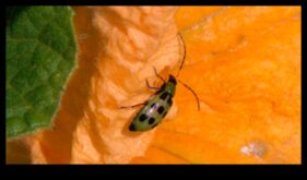 Blossom Battle Как можете победим за разлика от неприятните градински вредители