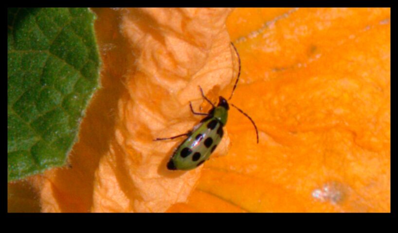 Blossom Battle Как можете победим за разлика от неприятните градински вредители