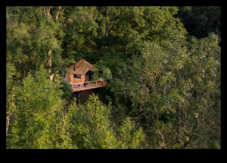 Canopy Chronicles: Истории от върховете на дърветата на Outdoor Bliss