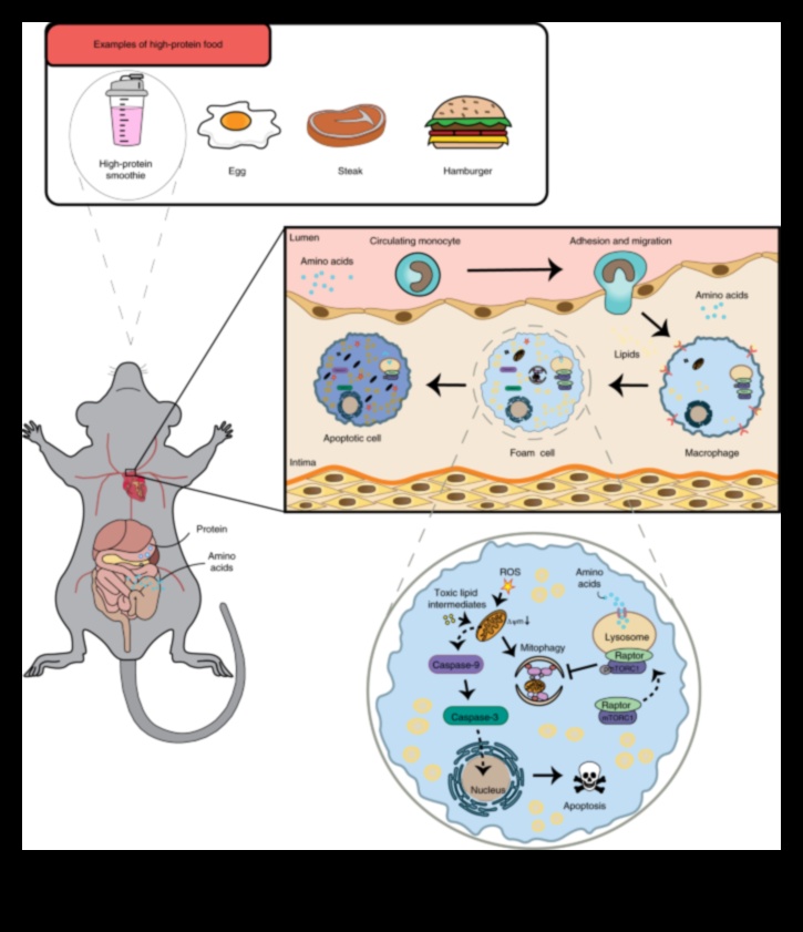 Диети с високо съдържание на протеини и положителен образ на тялото: Възприемане на увереност