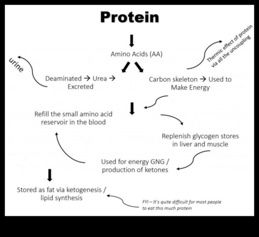 Диетата с високо съдържателен материал според протеини е далеч срещу добър образ според тялото