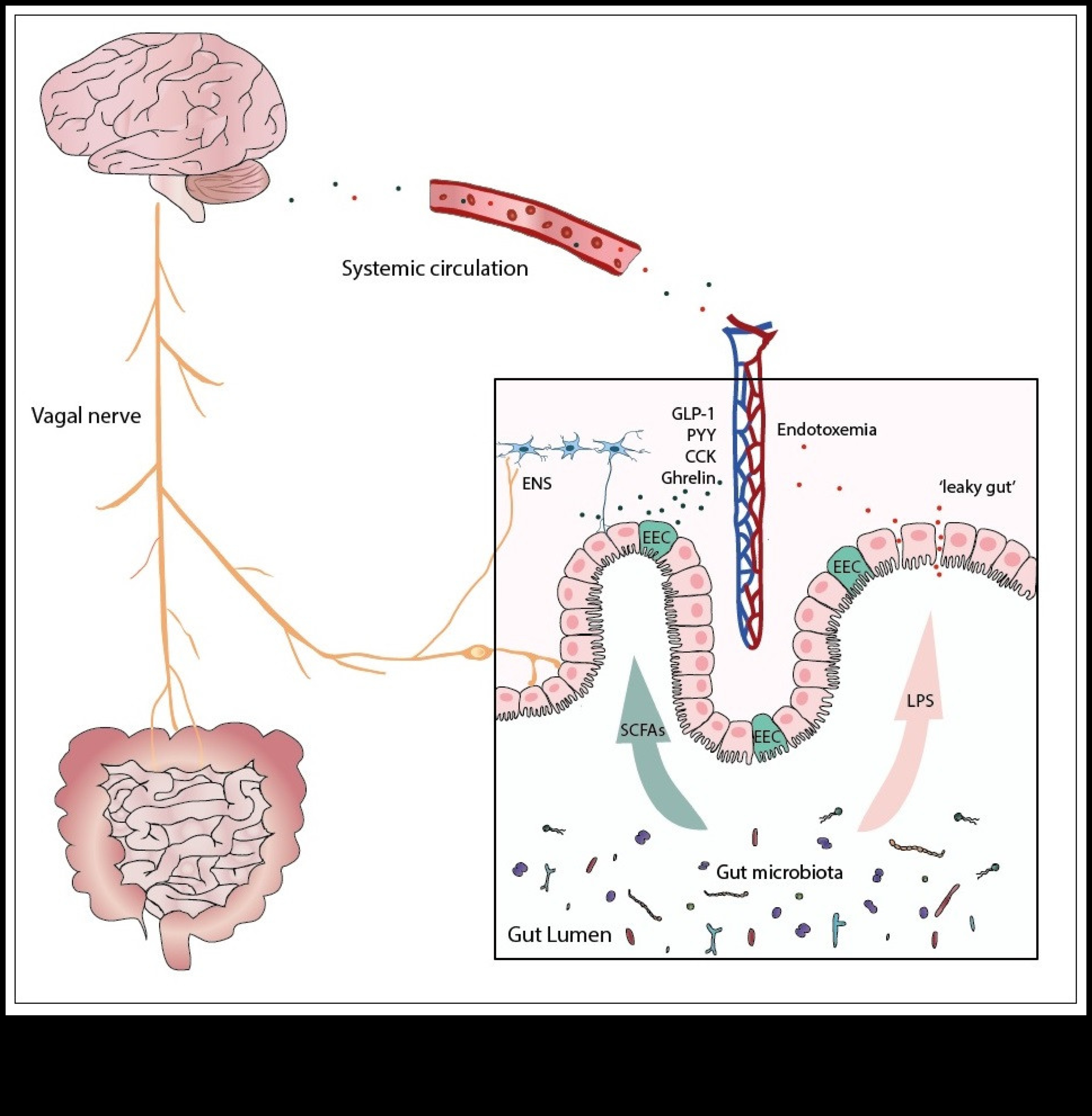 Диети с ниско съдържание на мазнини и оста на червата и мозъка: двупосочна комуникация