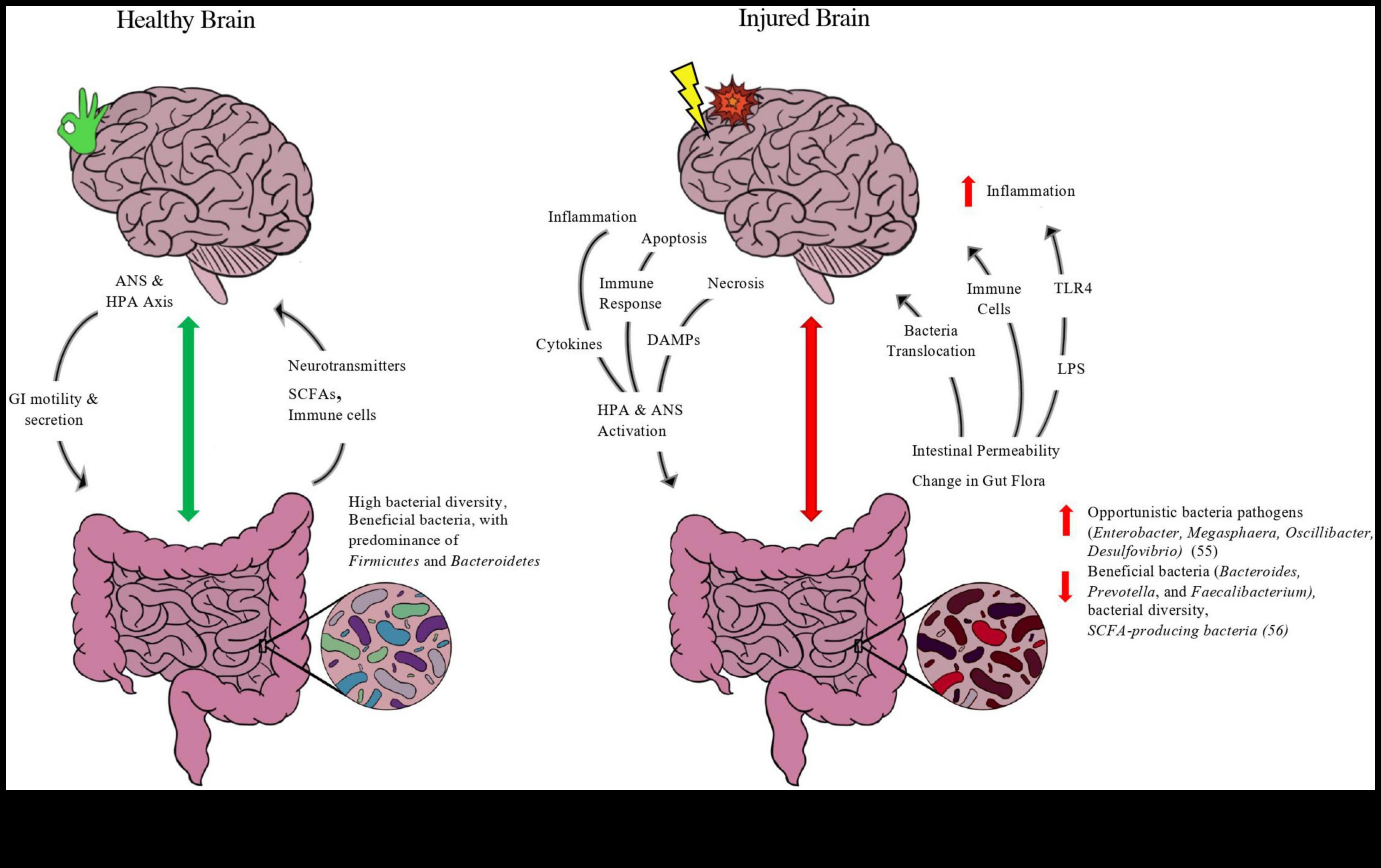 Диети с ниско съдържание на мазнини и оста на червата и мозъка: двупосочна комуникация