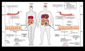 Оста черва-мозък Връзката с хранене с ниско съдържателен материал според мазнини