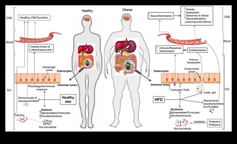 Оста черва-мозък Връзката с хранене с ниско съдържателен материал според мазнини