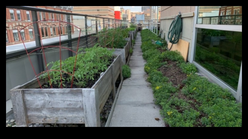 Цъфти сред сградите: Тайните на градското градинарство