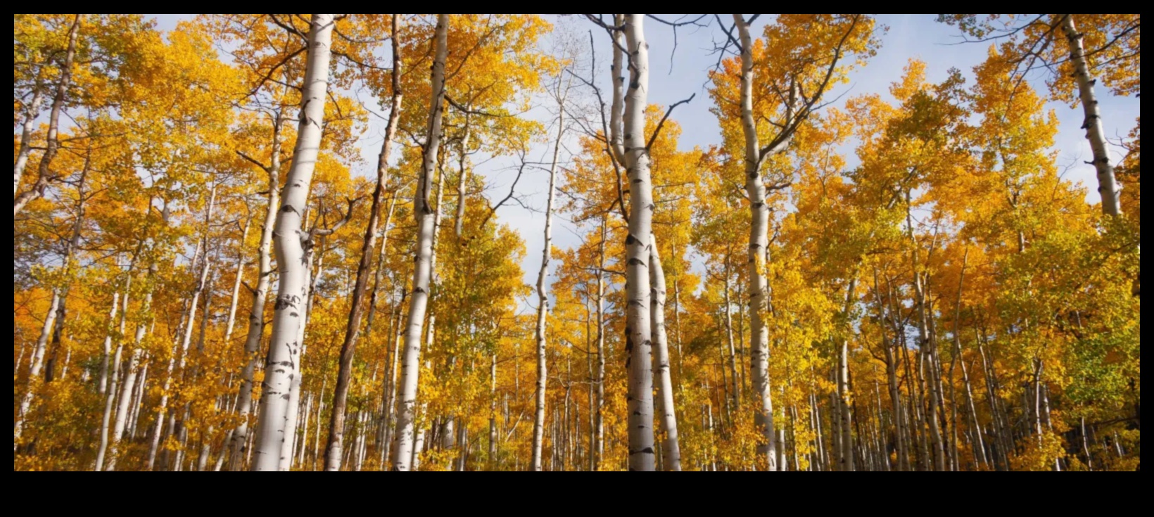 Сезонна симфония: Постоянно променящата се красота на градинарството