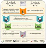 Диети с ниско съдържателен материал в съответствие с въглехидрати и картина в съответствие с тялото Балансирана гледна точка