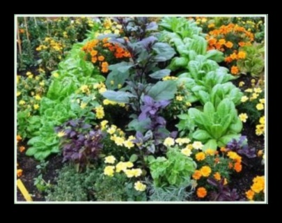 Симбиотичен цъфтеж Как да отгледаме повече зеленчуци с придружаващо засаждане 3 Симбиотичен цъфтеж: Отключване на тайните на придружаващото засаждане