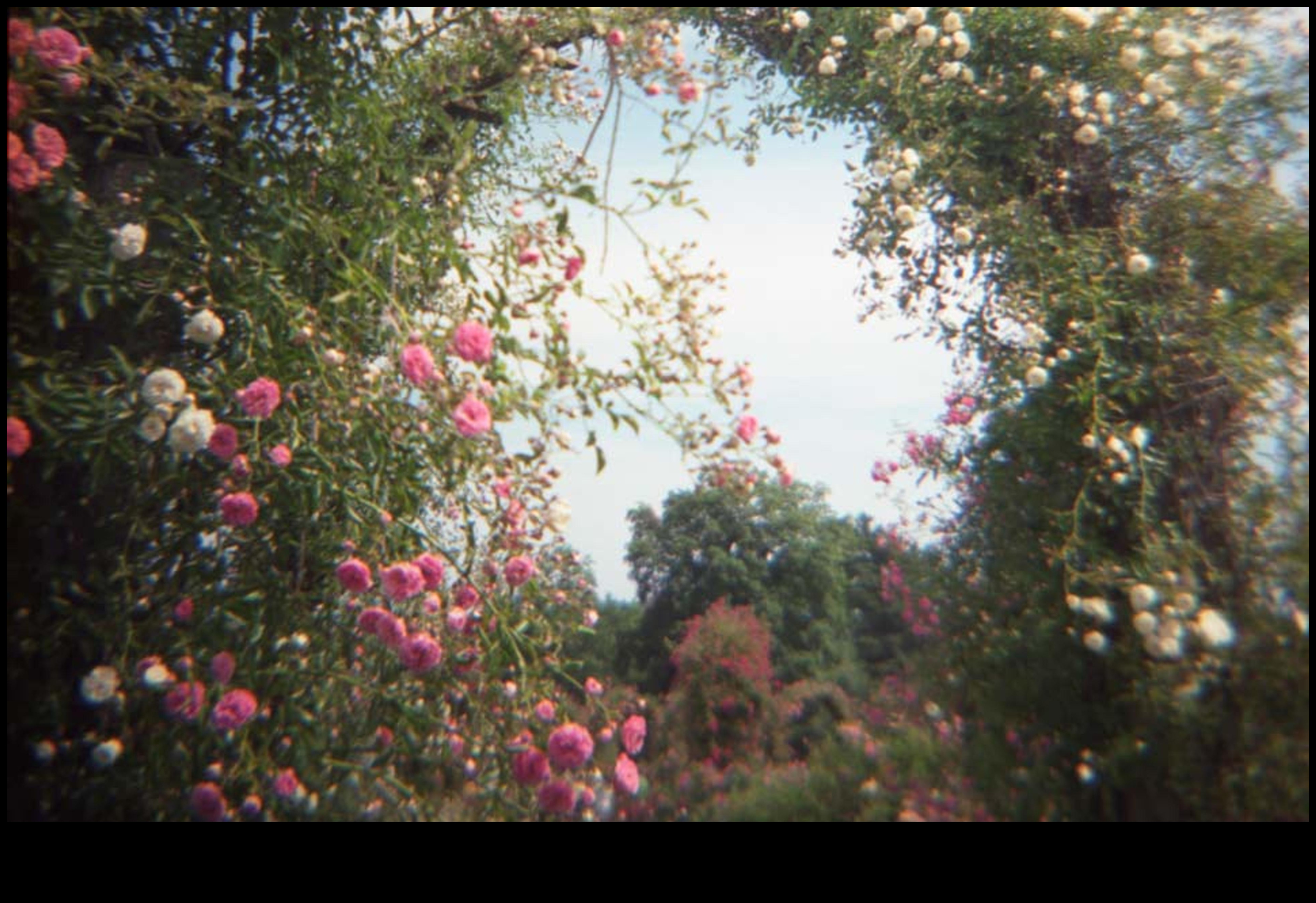 Разцъфнал блясък: Поезията на внимателното поддържане на градината