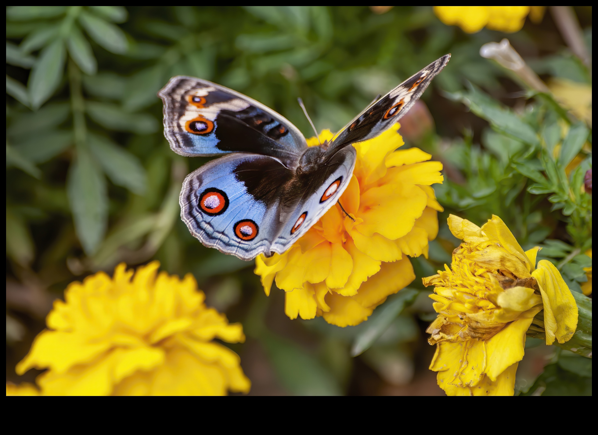 Цъфтеж без прекъсване: справяне с неприятните градински вредители