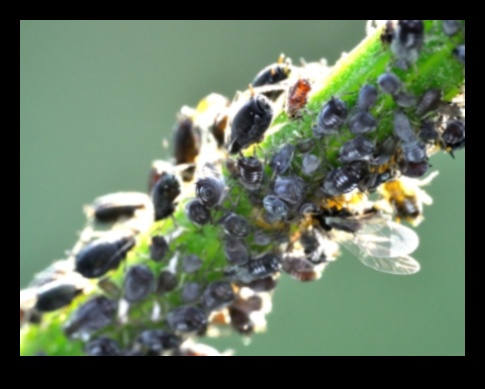 Цъфтеж без прекъсване: справяне с неприятните градински вредители