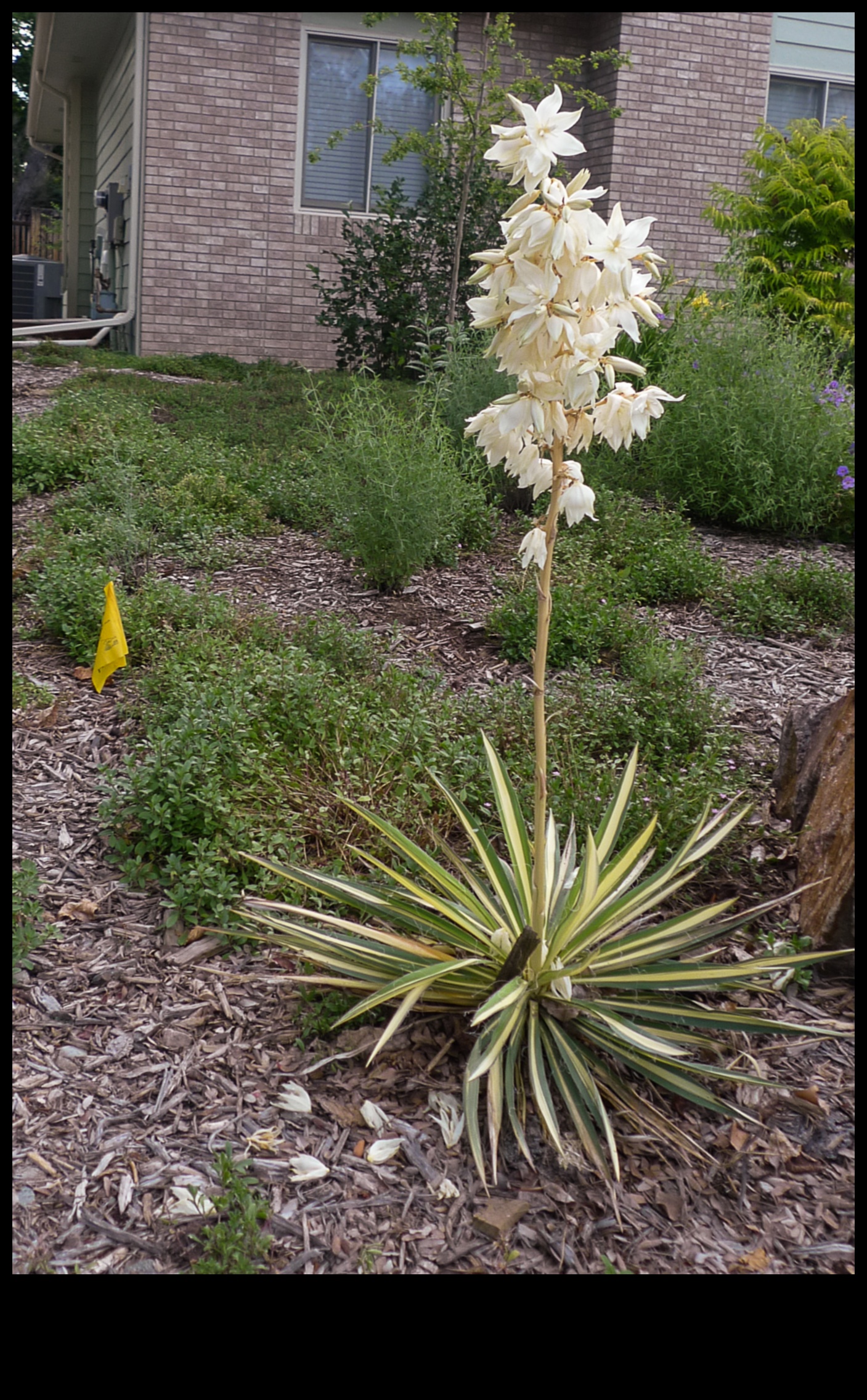 Blossom Blueprint Разкрийте тайните на една красива градина 1 Blossom Blueprint: Разкриване на тайните на градинското планиране