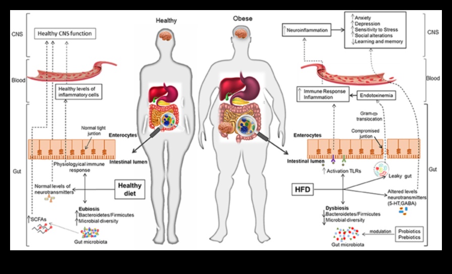 Диети с ниско съдържание на мазнини и оста на червата и мозъка: двупосочна комуникация