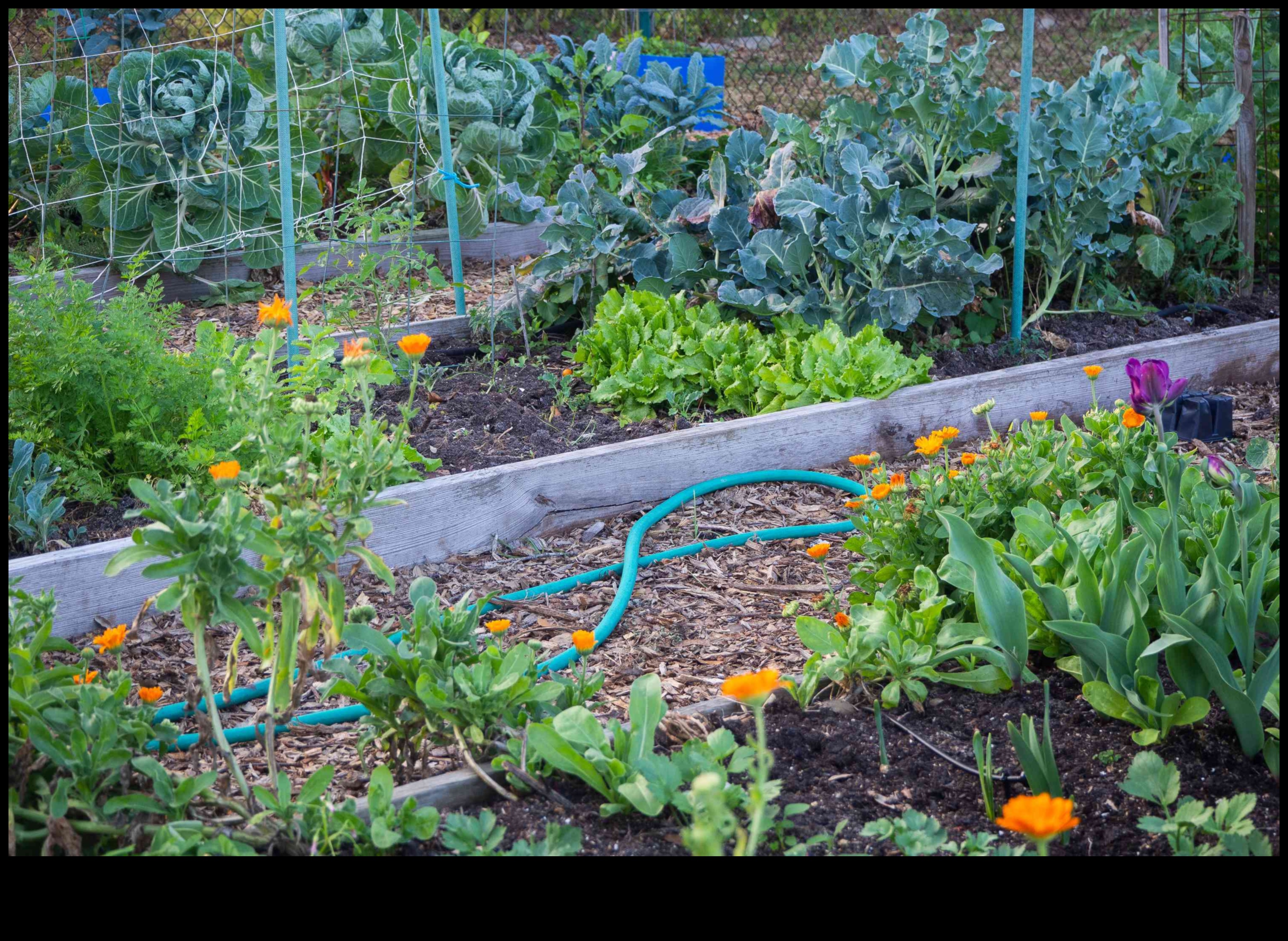 Симбиотичен цъфтеж Как да отгледаме повече зеленчуци с придружаващо засаждане 1 Симбиотичен цъфтеж: Отключване на тайните на придружаващото засаждане